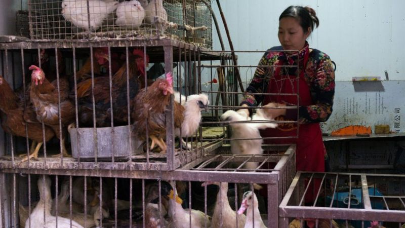 Detectan en China el primer caso confirmado de gripe aviar H10N3 en humanos