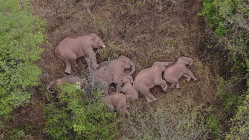 Manada de elefantes se toma un descanso tras 500 kilómetros recorridos por el sur de China