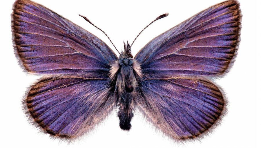 El ADN de una mariposa de 93 años confirma el primer caso en EE.UU de extinción de un insecto provocada por el hombre