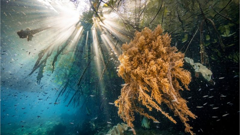 Por qué los manglares son vitales para combatir el cambio climático