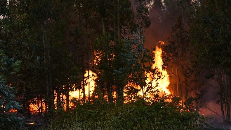 Incendios forestales en La Ligua han consumido 150 hectáreas: se mantiene la Alerta Amarilla comunal