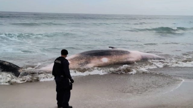 Con motosierra: Hombre corta a ballena varada en la playa Luna de Puchuncaví