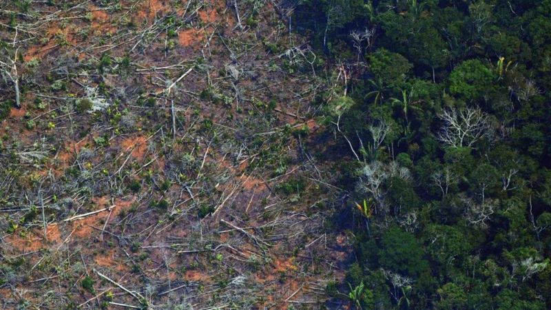 Informe revela que un tercio de los árboles silvestres del mundo están al borde de la extinción