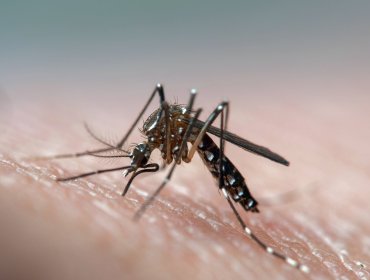 Organización Panamericana de la Salud alerta que Latinoamérica vive la peor temporada de dengue en su historia