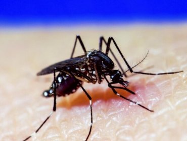 Decretan Alerta Amarilla para Los Andes por “múltiples focos” del mosquito del Dengue