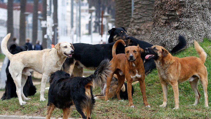 Cámara de Diputados rechaza proyecto que permitía la caza de perros asilvestrados
