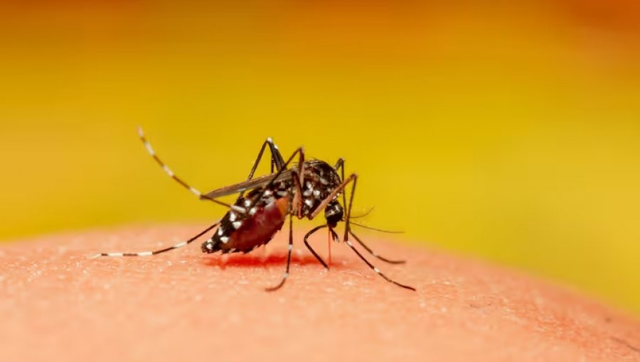 Seremi de Salud de Valparaíso confirma detección de dos casos importados de dengue en San Antonio