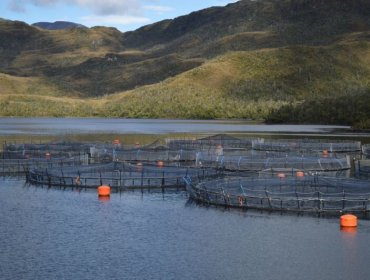 Industria salmonera manifiesta su molestia tras convenio entre el Servicio Nacional de Pesca y ONG Oceana