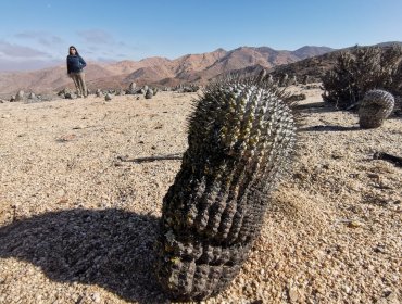 Solicitan extradición de italiano dedicado al contrabando de cactus desde Taltal: especies están avaluadas en un millón de dólares